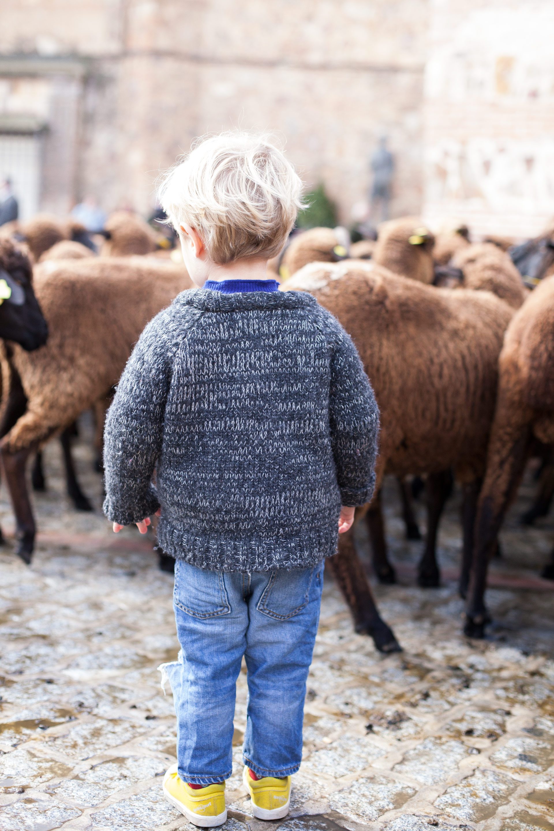 trashumancia-babaa-sheep-elias