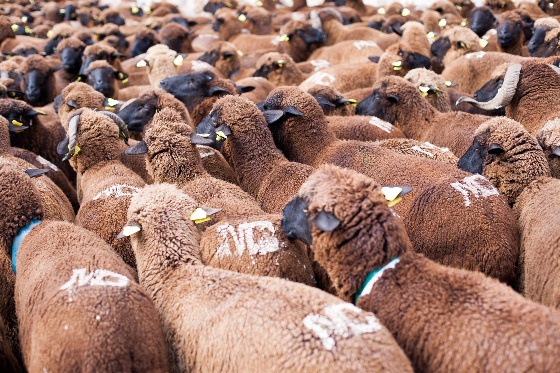 trashumancia-babaa-sheep-flock-3