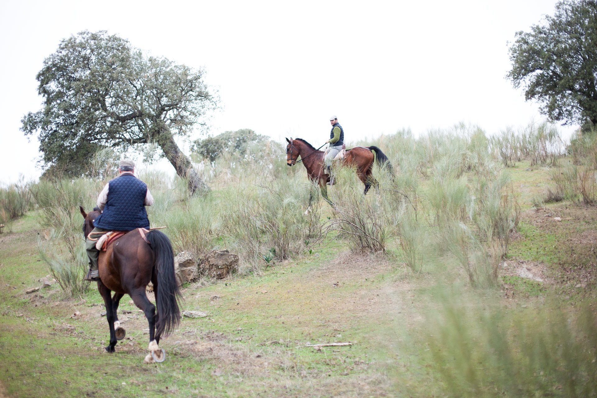 trashumancia-babaa-sheep-riding-horses