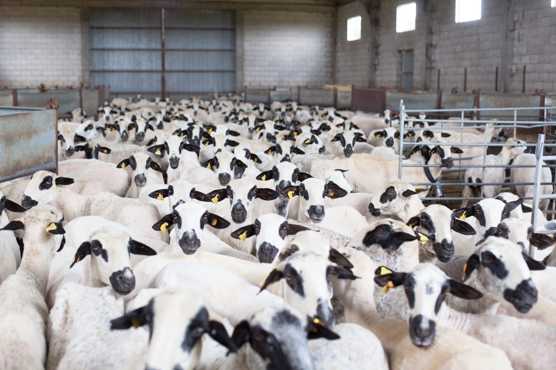 making-babaa-shearing-1
